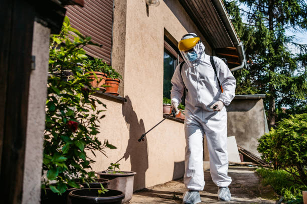 Wasp Removal Services in Eloy, AZ